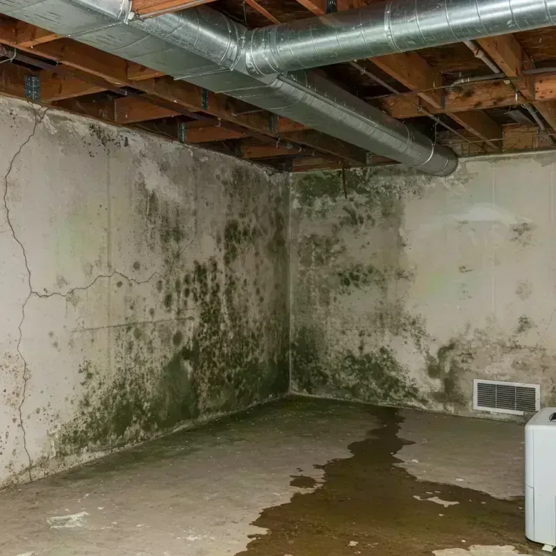 Professional Mold Removal in Pennsboro, WV